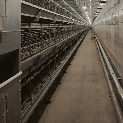 broiler cage system management overview for 10,000-30,000 birds 2026