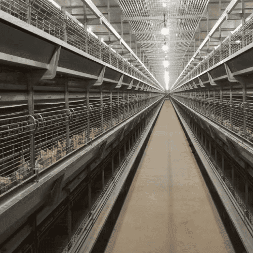 H-type multi-tier automated broiler brooding cage system