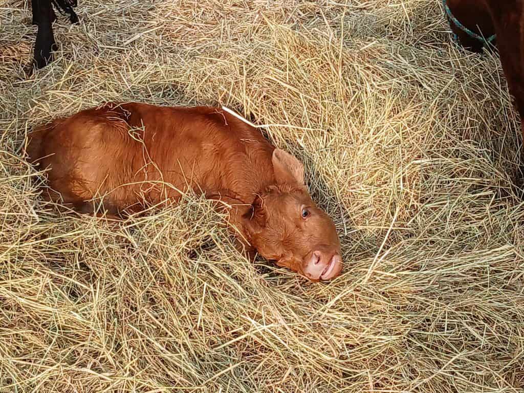 Stier-Cuggle auf Stroh, Natur, nachhaltige Landwirtschaft, Tierwohl, Bio-Tierhaltung, ländliche Idylle, Naturprodukt, Bauernhof, Tierliebe.
