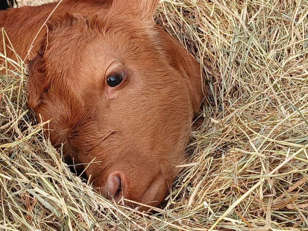 Stattliches Ferkel im Stroh.