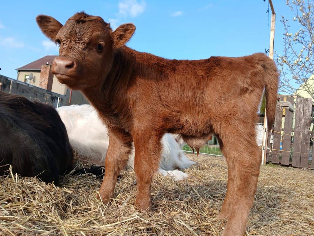 Hübsches Kälbchen auf dem Wellnesshof RaJa, ländliche Tierhaltung, Naturerlebnis, kindgerecht, entspanntes Landleben, Tierfreunde, nachhaltige Landwirtschaft, familienfreundliche Atmosphäre, Natur- und Tiererlebnis, Bio-Hof.