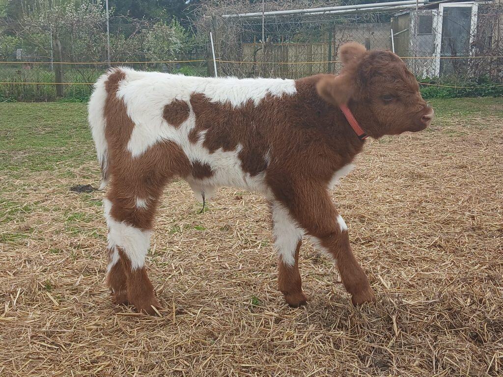 - Kleine Kälber und Lämmer auf dem Wellnesshof RaJa in einer ländlichen Umgebung.