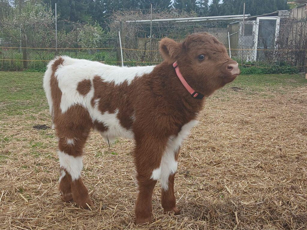 Küken mit braun-weißer Fellzeichnung auf dem Bauernhof, Tierliebe, Natur, Landwirtschaft, Tierpark, kindgerecht, ländliche Umgebung, Tierwohl, nachhaltige Tierhaltung, Familienatmosphäre.