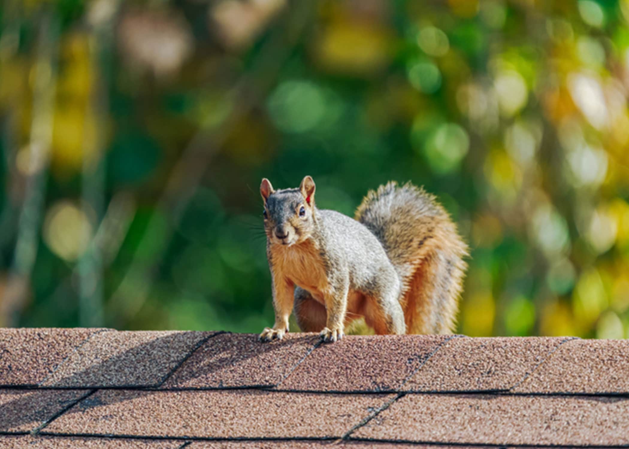 Squirrel caught by Wildlife X Team oklahoma city.