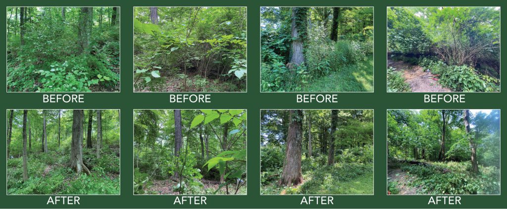 invasive-species_image