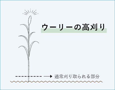 ティモシーのイラスト