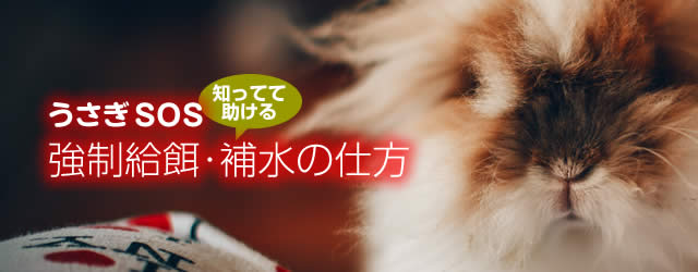 緊急マニュアル～強制給餌＆給水編～