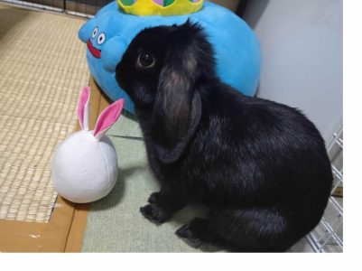 kana75さん家のくうちゃん