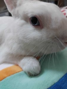 キノさん家の雪之丞くん