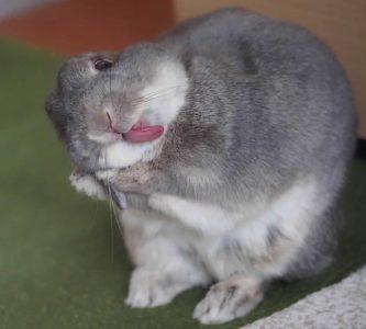ライズさん家のステラちゃん