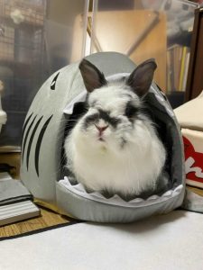 ぴんくさん家のライハくん