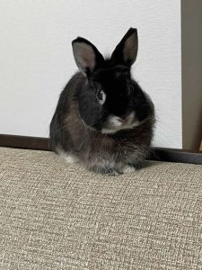 おりえさん家のルビーくん