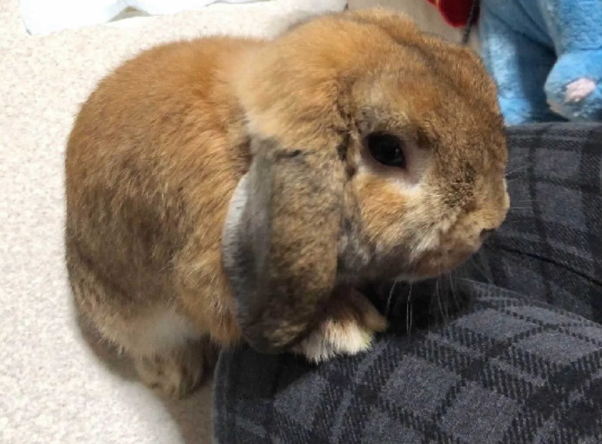 ゆうすけさん家のニブルスくん