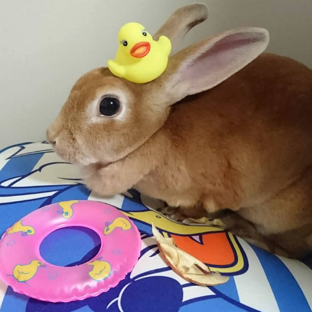 かめちよさん家のももちよちゃん