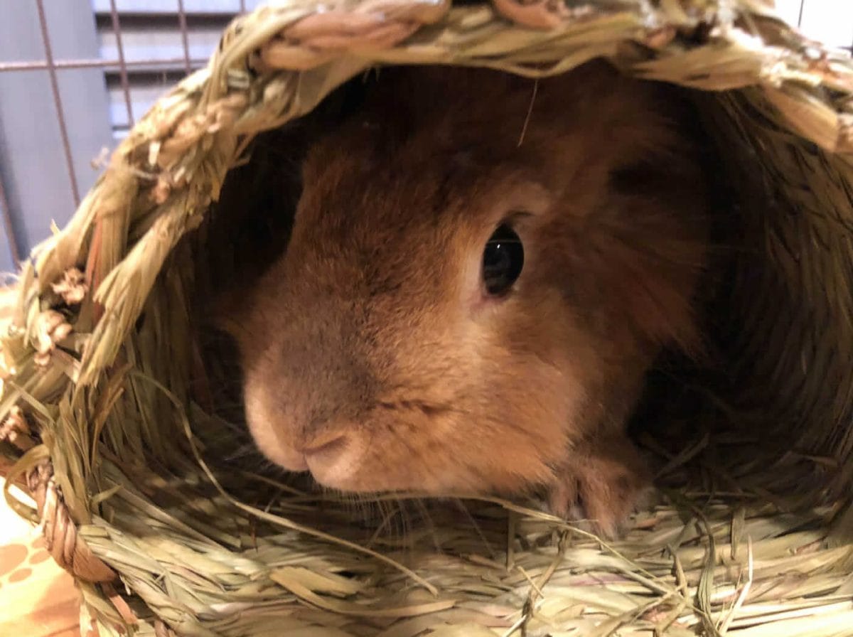 かなうささん家の茶々丸くん