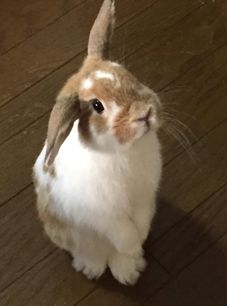 まるパンダさん家のマルくん
