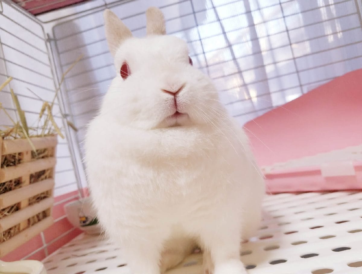 みるさん家のミラちゃん