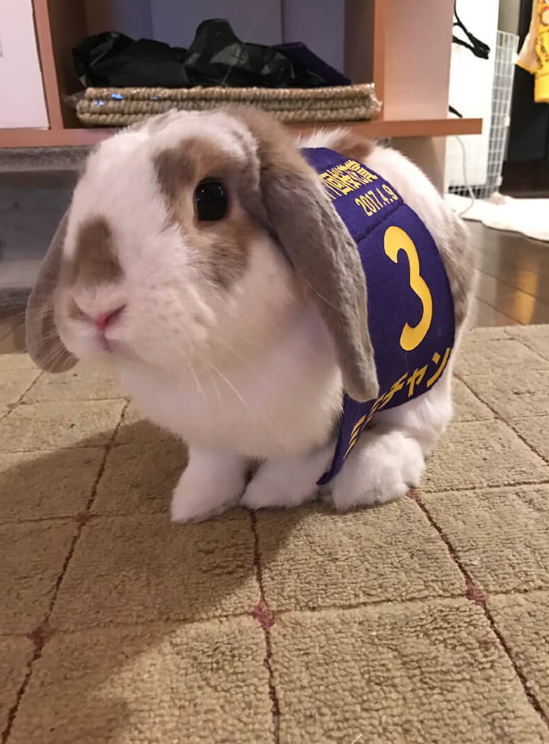 うさかめママさん家のミミちゃん