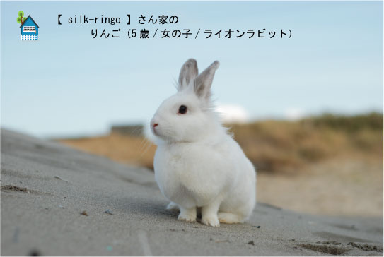 silk-ringoさん家のりんごちゃん