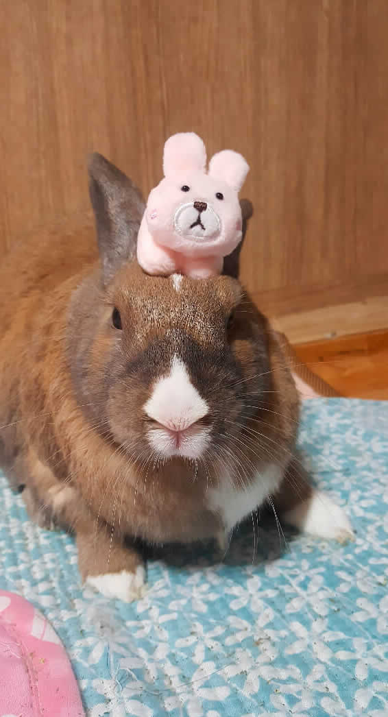 minkychokomomさん家のchocoくん