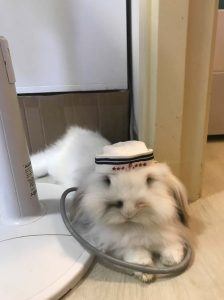 Queenieさん家の綿あめちゃん