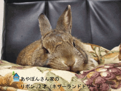 あやぽんさん家のリボンちゃん