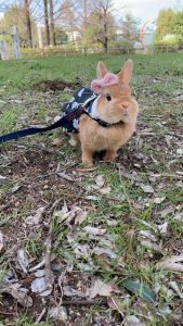 みきうさぎさん家のたわしちゃん