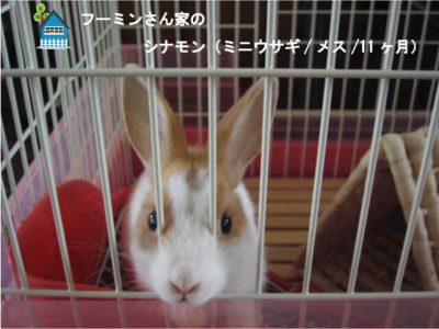 フーミンさん家のシナモンちゃん