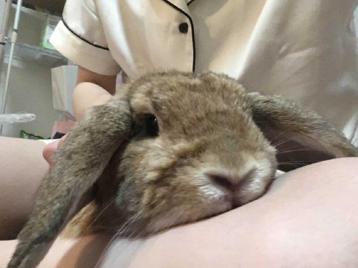 りえさん家のロンくん