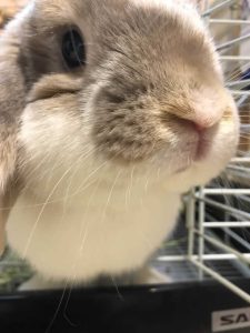 ゆきすけさん家のとの助くん