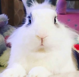 フーママさん家のフラッフィーちゃん