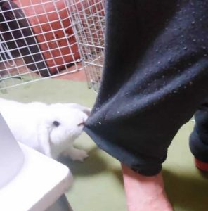 川北忍さん家のしらすちゃん
