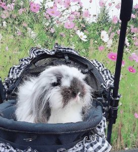 YUMIKAさん家のマルゴーちゃん