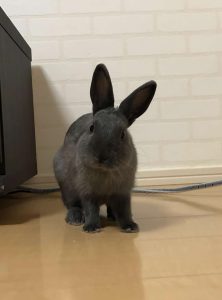 chiiiさん家のティーちゃん