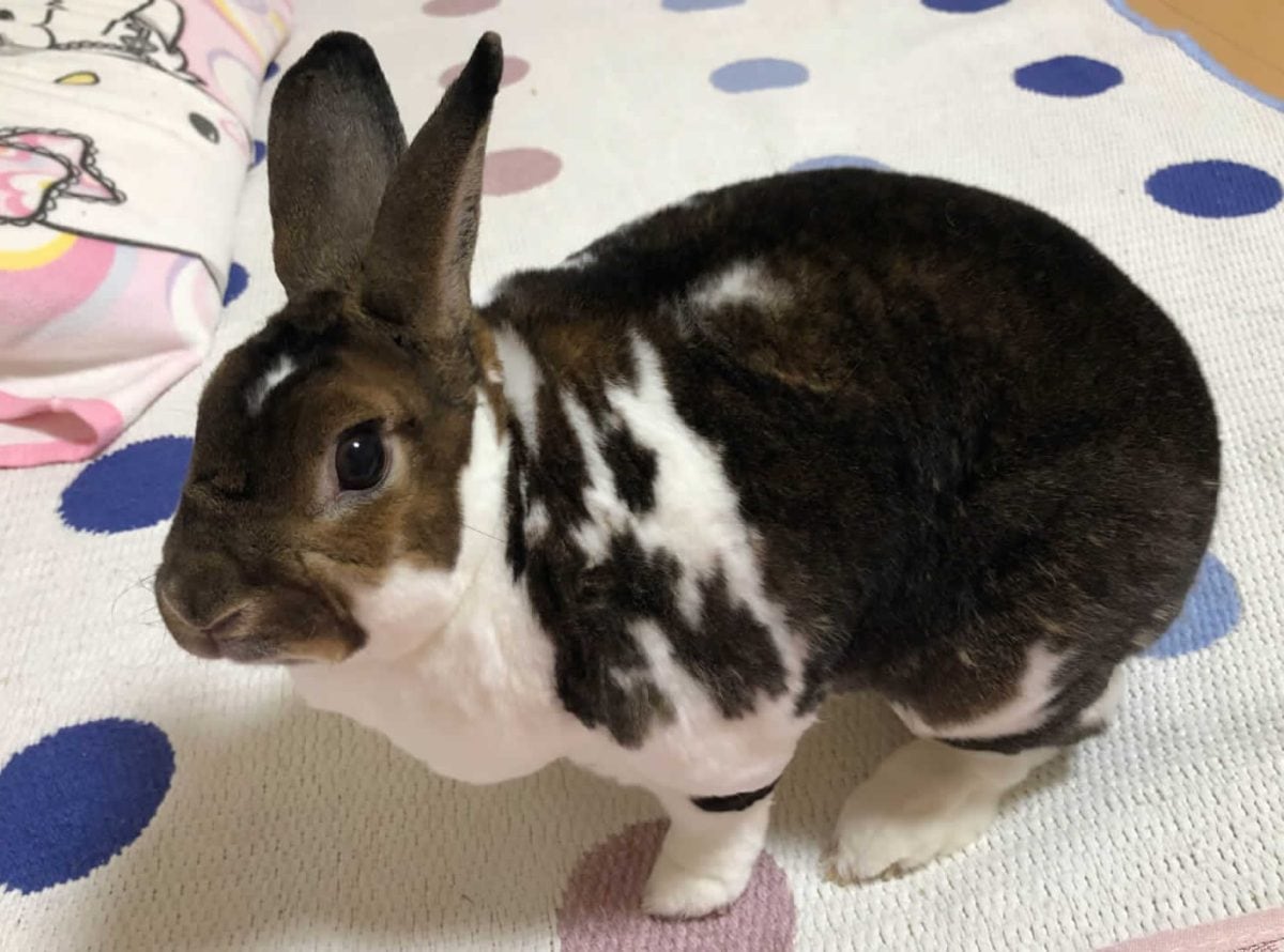 真美さん家の餅男くん
