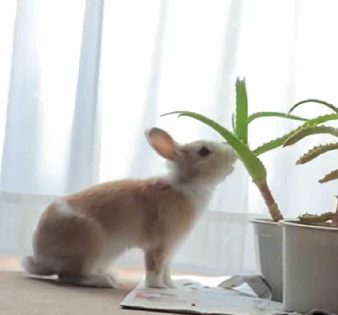 うさぎまるさん家のはるくん