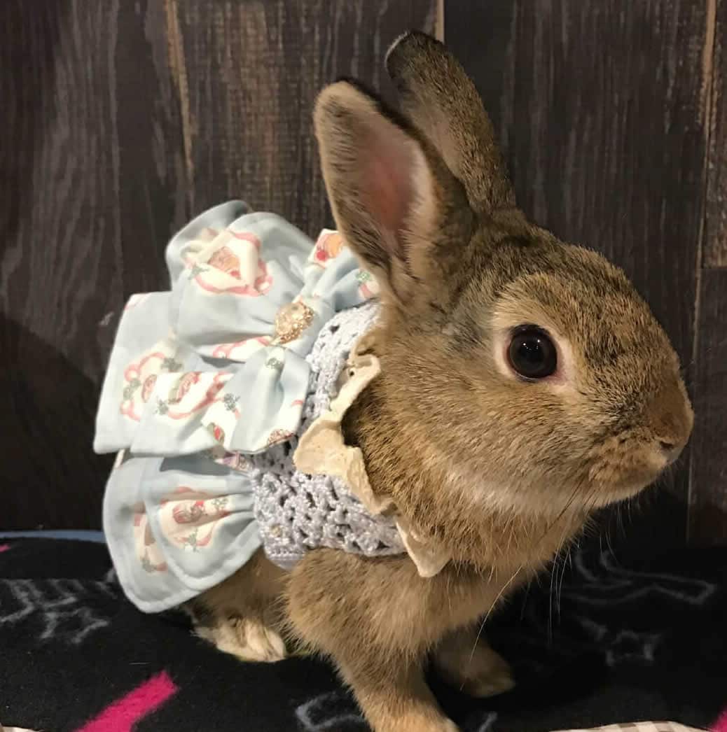 camperさん家の茶々ちゃん