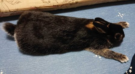 ぽこぺんさん家のふうたんくん