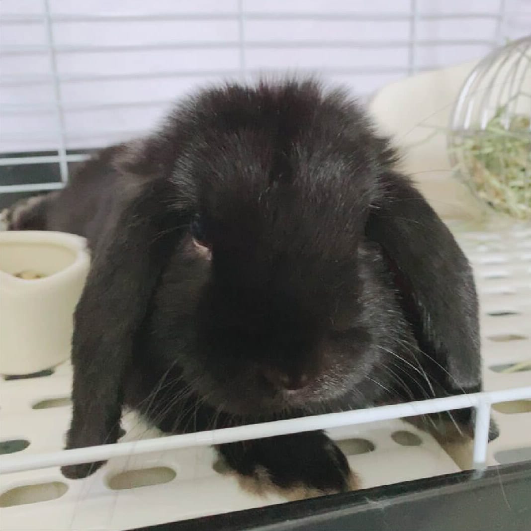 墨のふさん家のすみまるくん