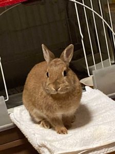 Yaccoさん家のゆいちゃん