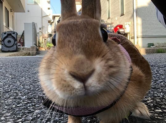 ひっとんさん家のもなちゃん