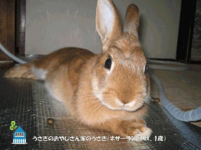 うさぎのおやじさん家のうさぎちゃん