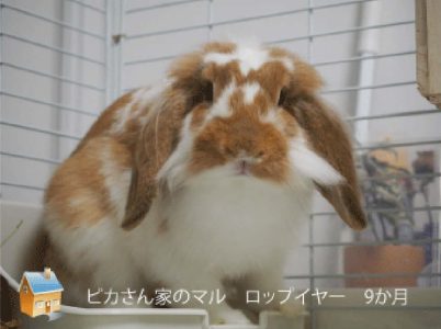 ピカさん家のマルちゃん