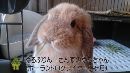 めるぷりん☆さん家のめるちゃん
