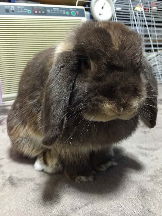 けんじさん家のあずきちゃん