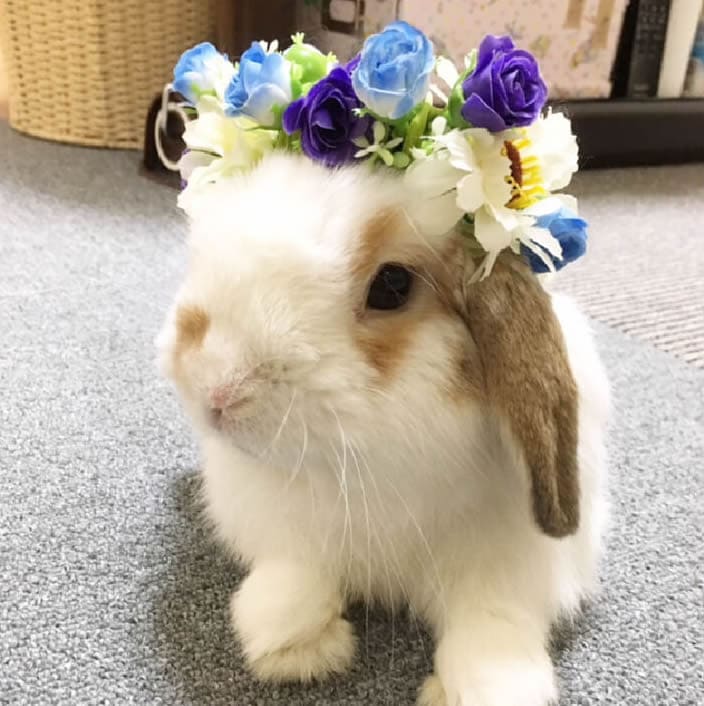 chisatoさん家のぷりんちゃん