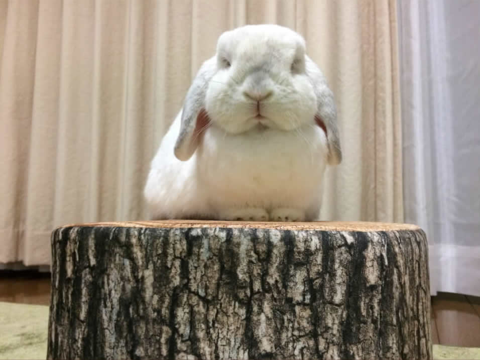 あやかさん家のひめどんちゃん