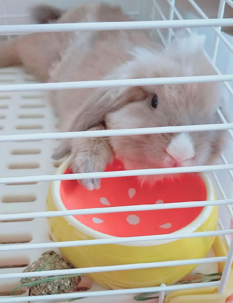 滕允薰さん家の二花ちゃん