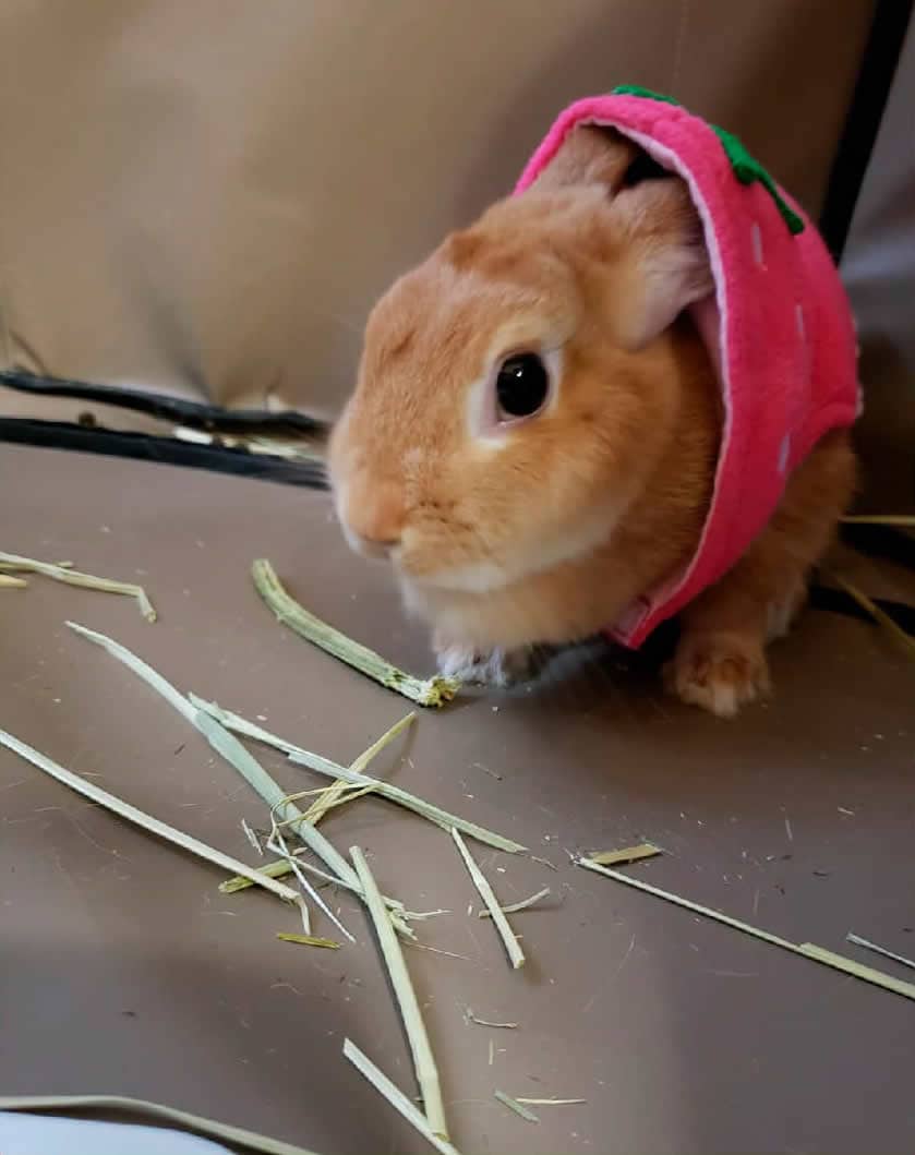 ししょうさん家のしのぶちゃん