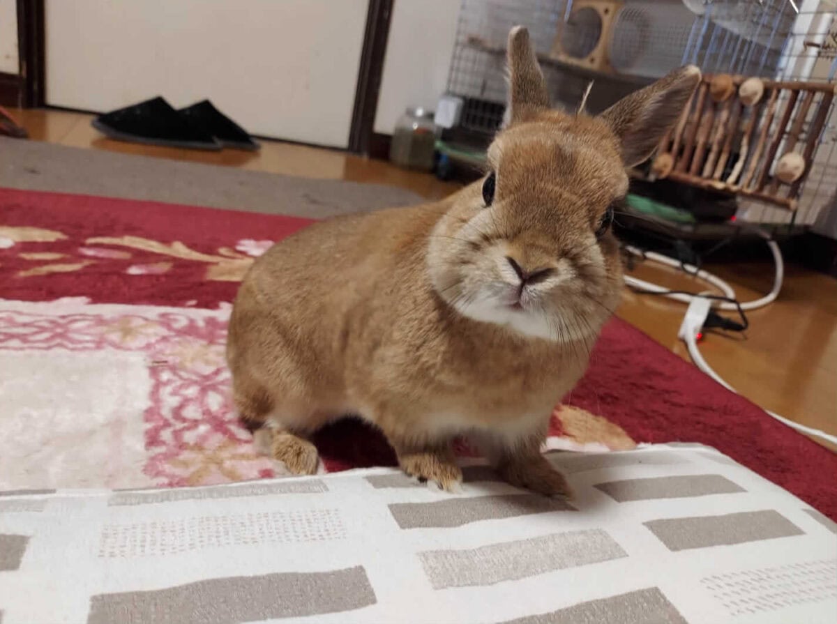 ここままさん家のここちゃん
